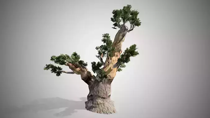 Bristlecone Pine Tree LODs