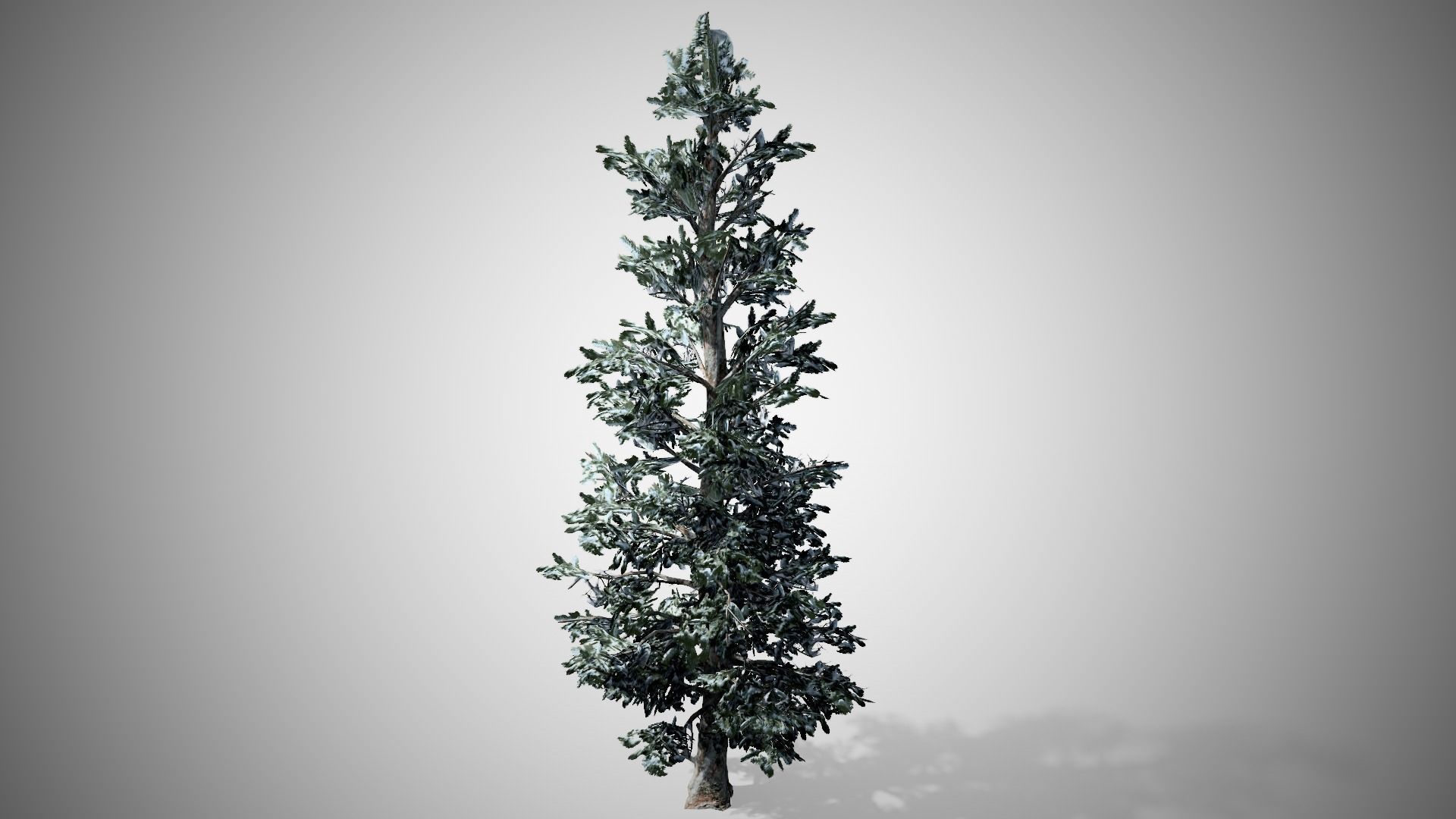 Blue Spruce Winter Tree Low-poly 3D model_3