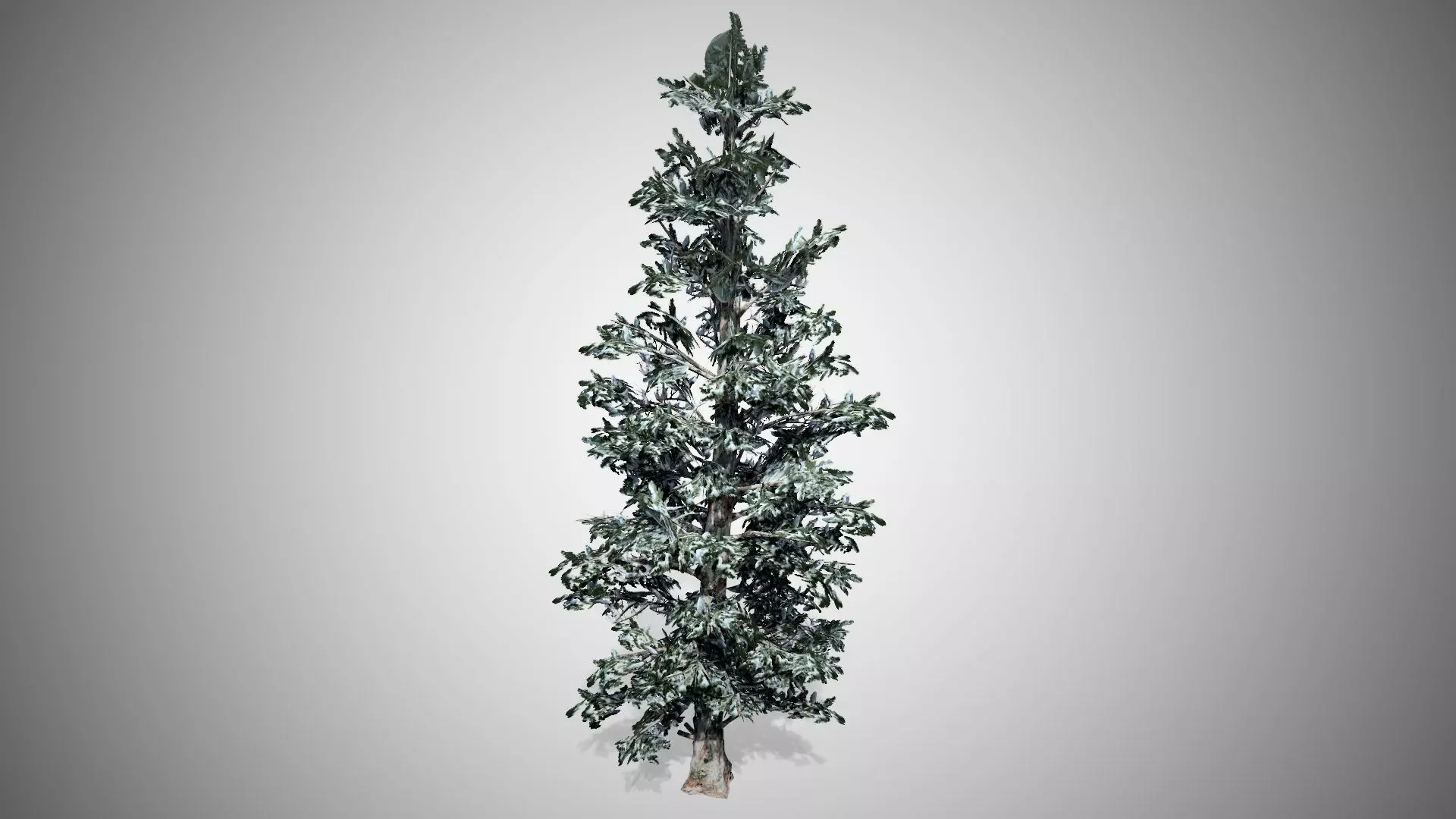 Blue Spruce Winter Tree Low-poly 3D model_0