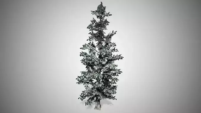 Blue Spruce Winter Tree