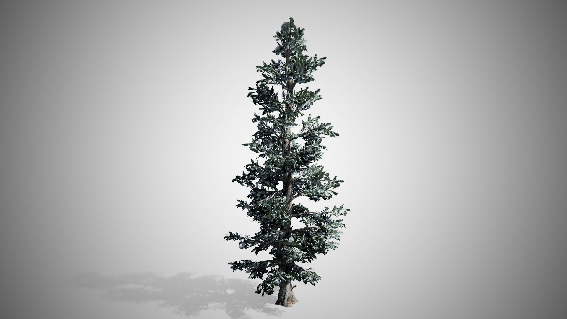 Blue Spruce Winter Tree Low-poly 3D model_4