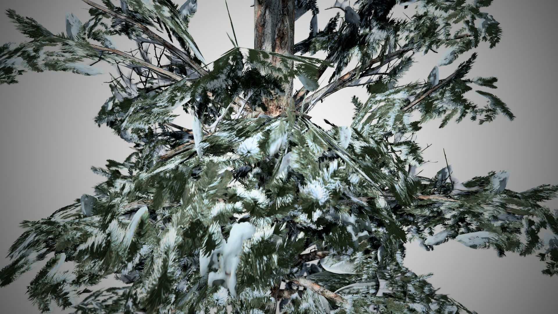 Blue Spruce Winter Tree Low-poly 3D model_1