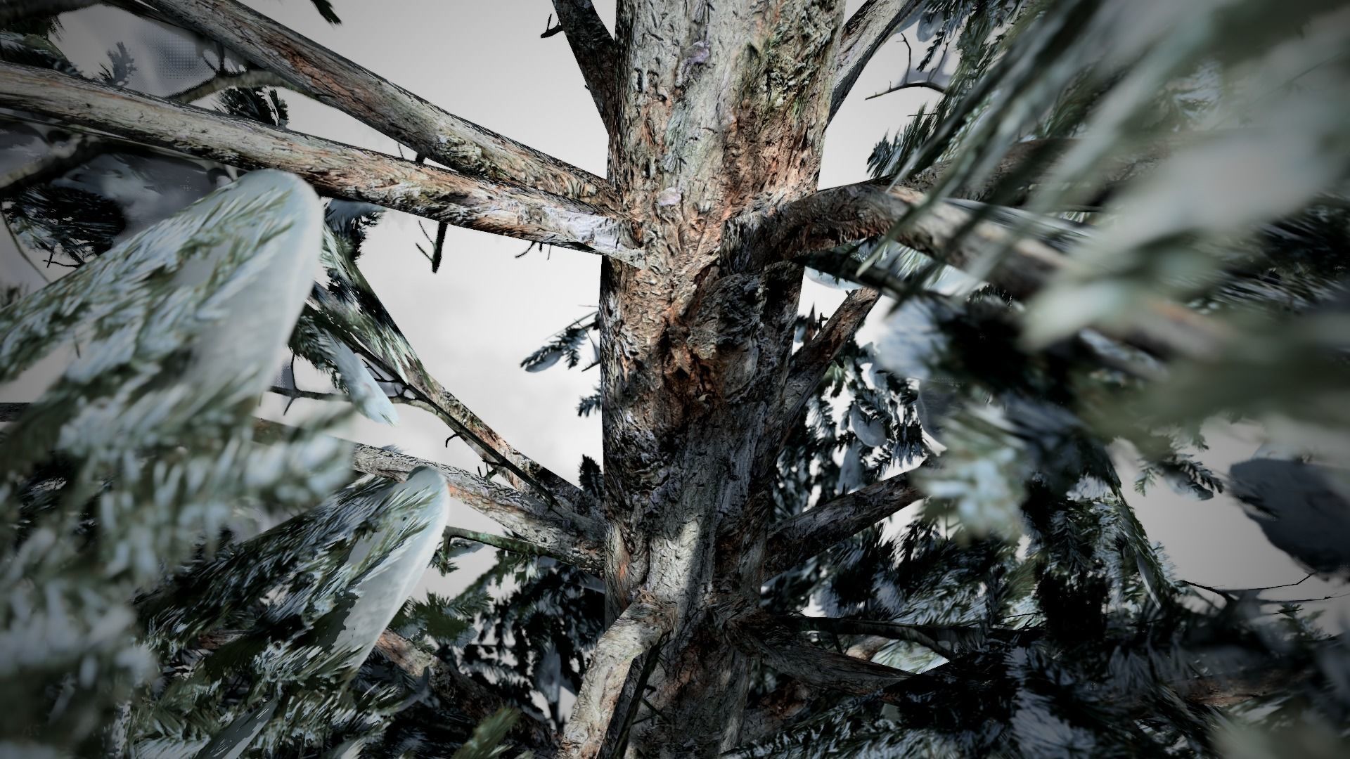 Blue Spruce Winter Tree Low-poly 3D model_2