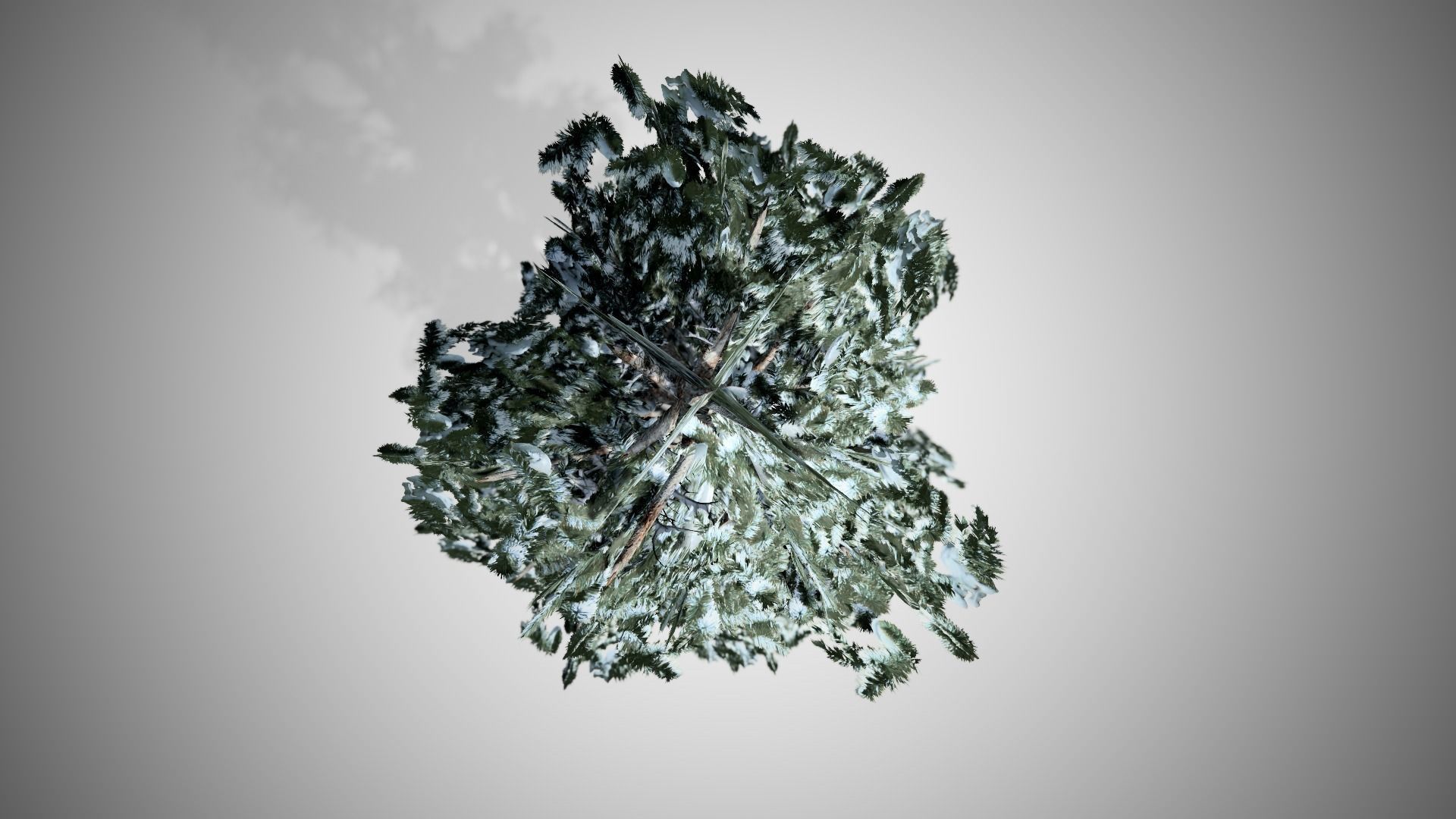 Blue Spruce Winter Tree Low-poly 3D model_5