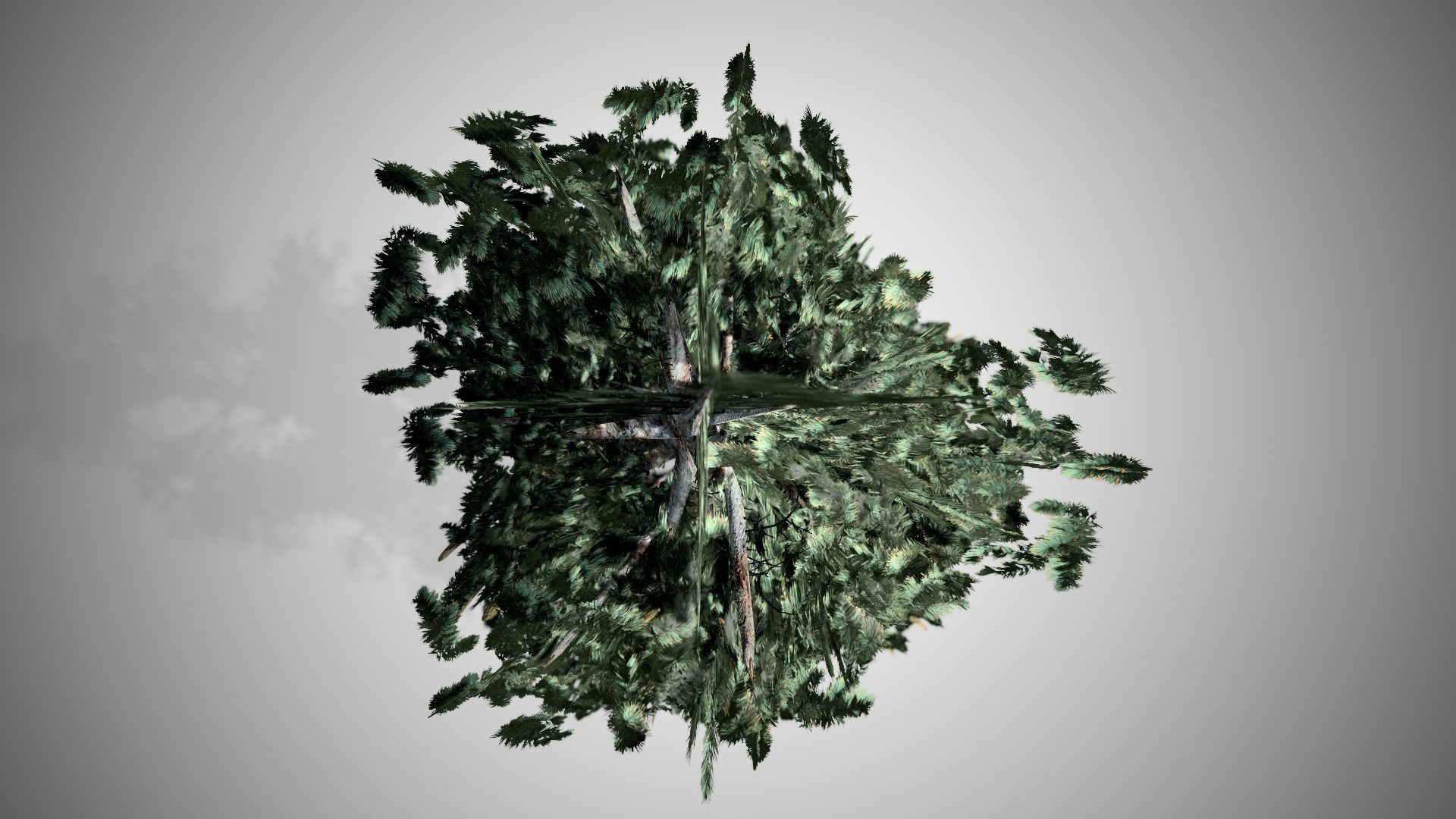 Blue Spruce Tree Low-poly 3D model_4