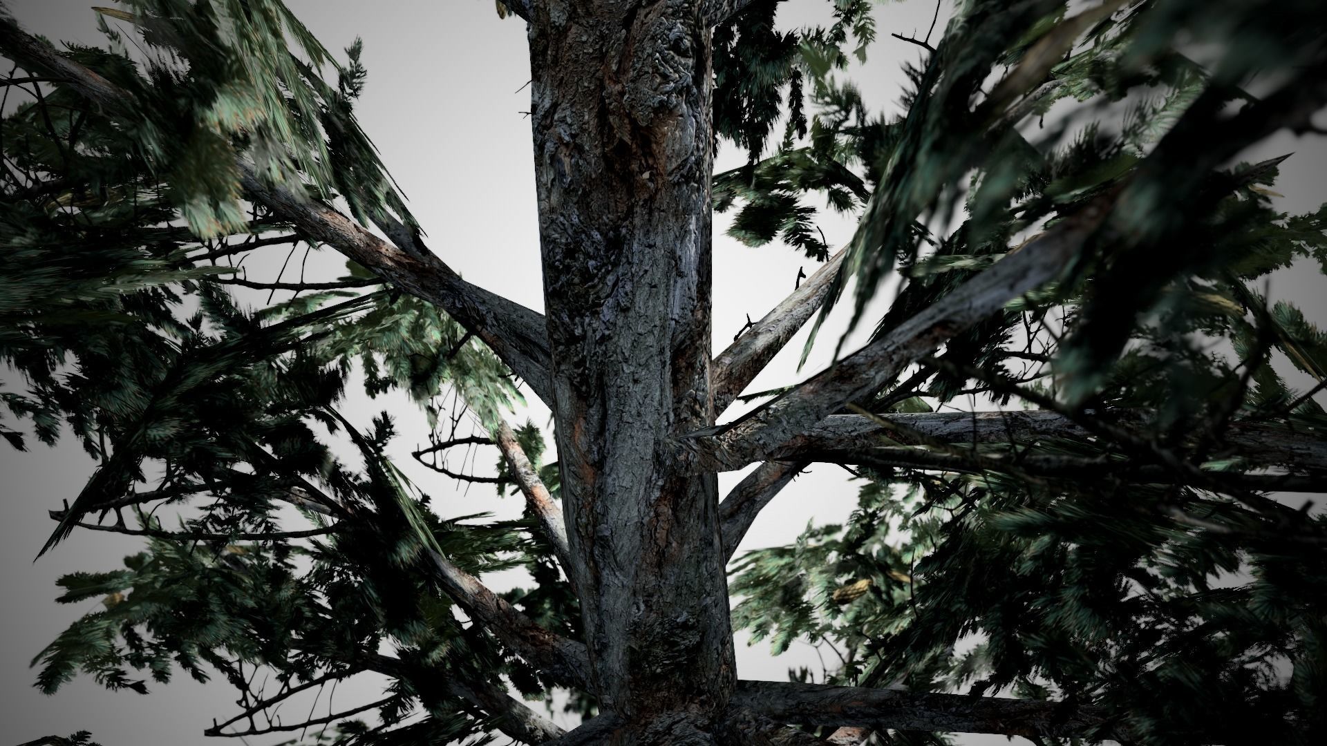 Blue Spruce Tree Low-poly 3D model_2