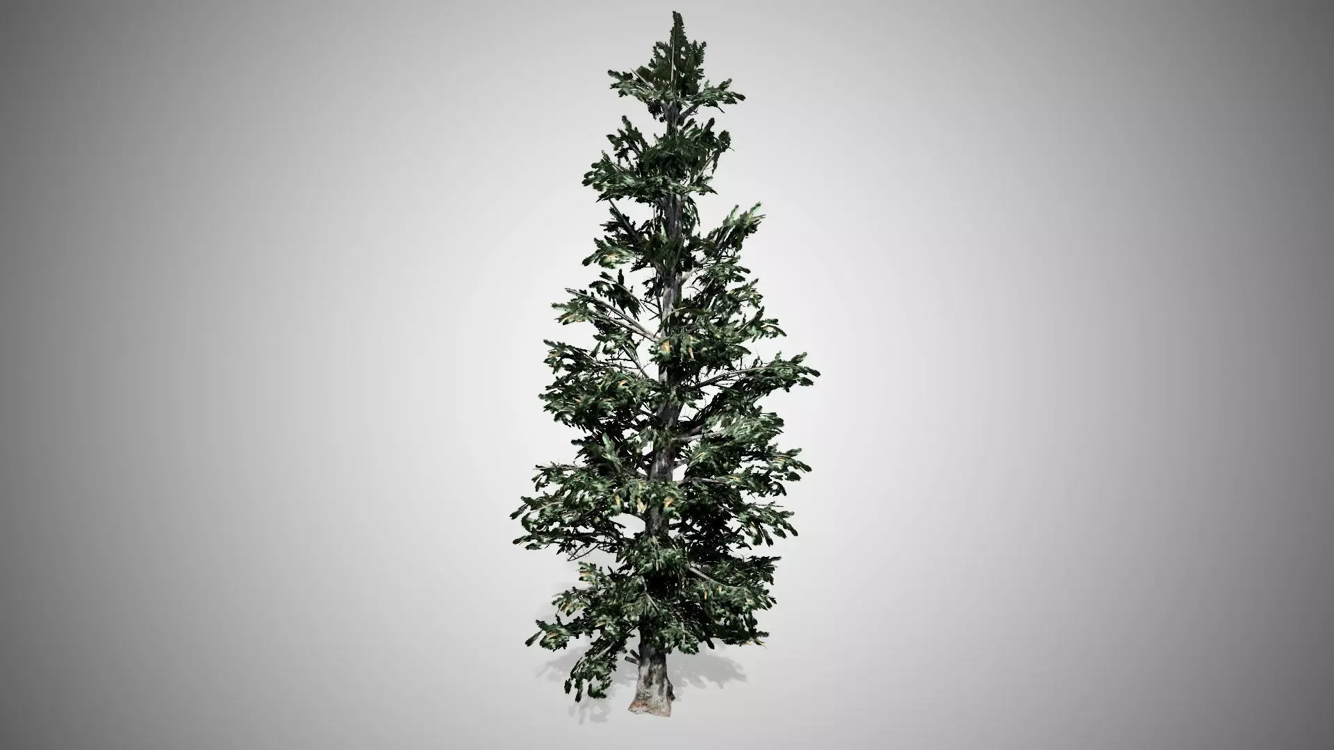 Blue Spruce Tree Low-poly 3D model_0
