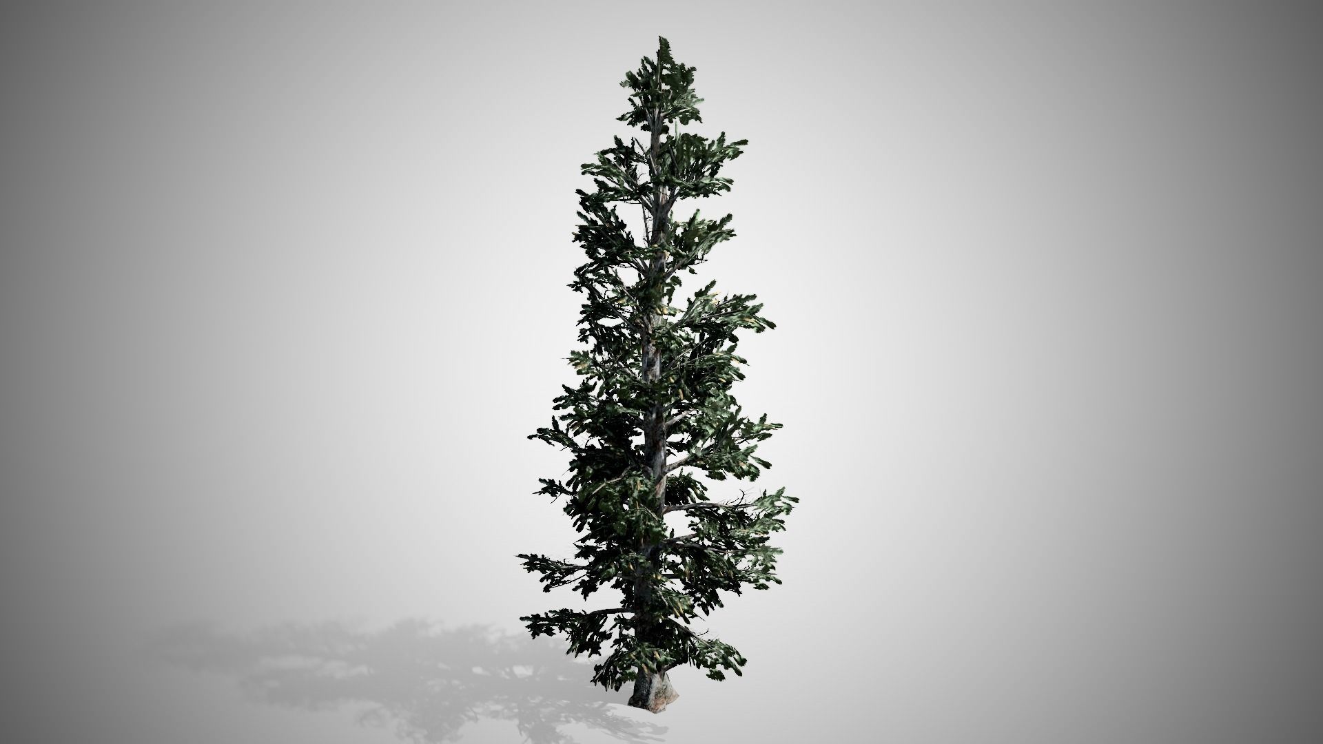 Blue Spruce Tree Low-poly 3D model_3