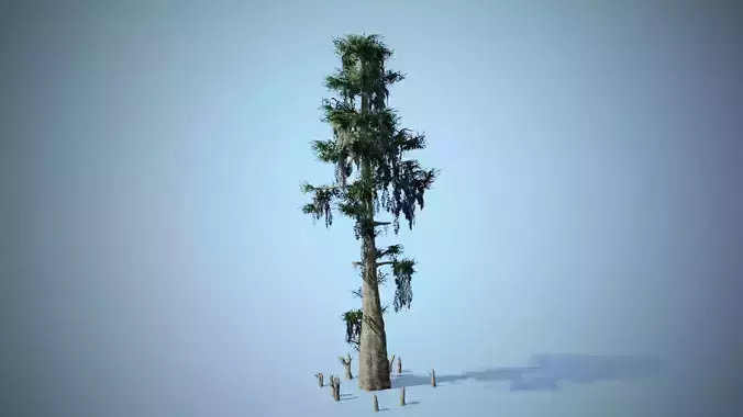 Bald Cypress Tree