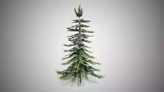 Alaska Cedar Tree