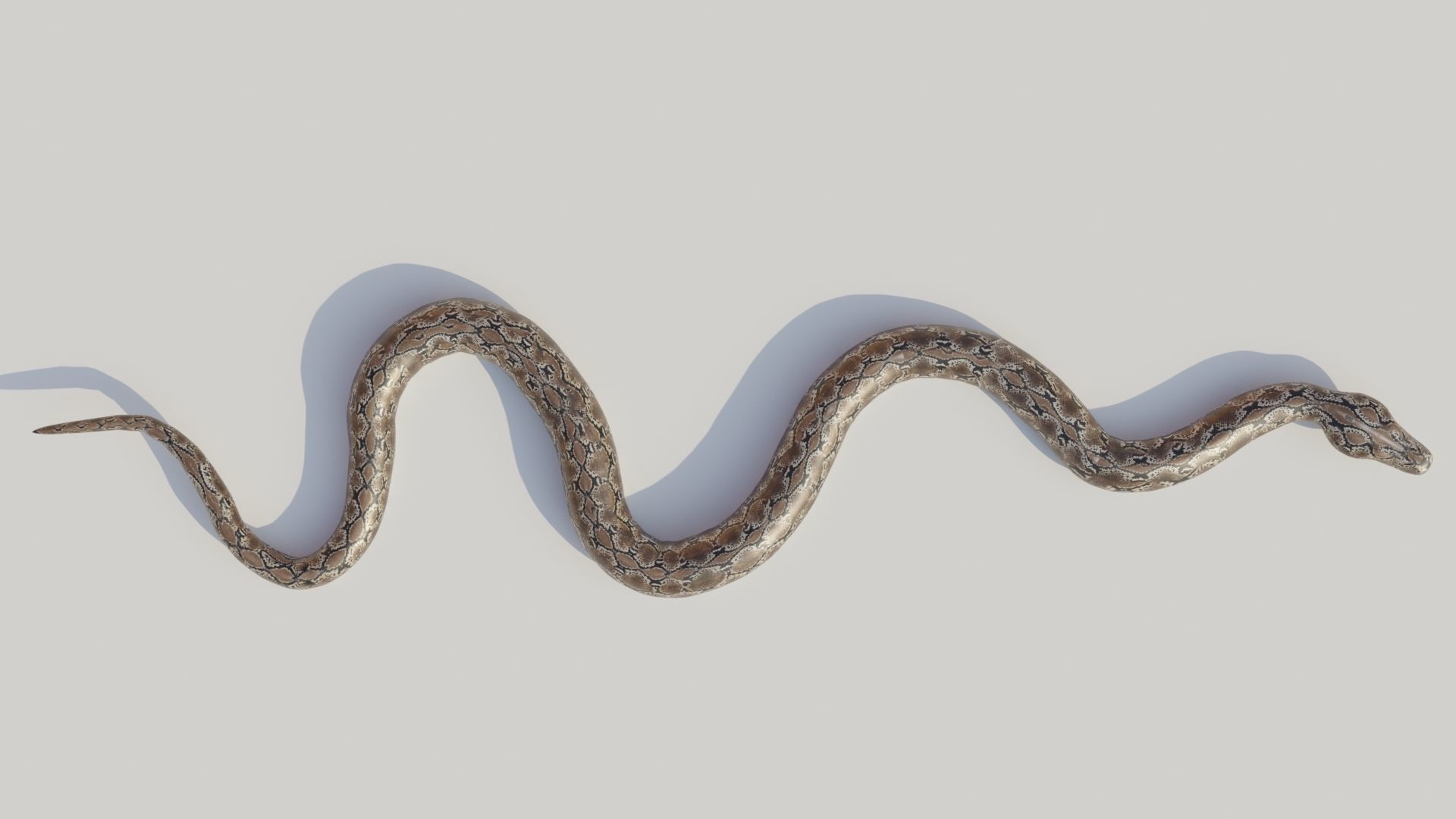 Python snake Low-poly 3D model_9