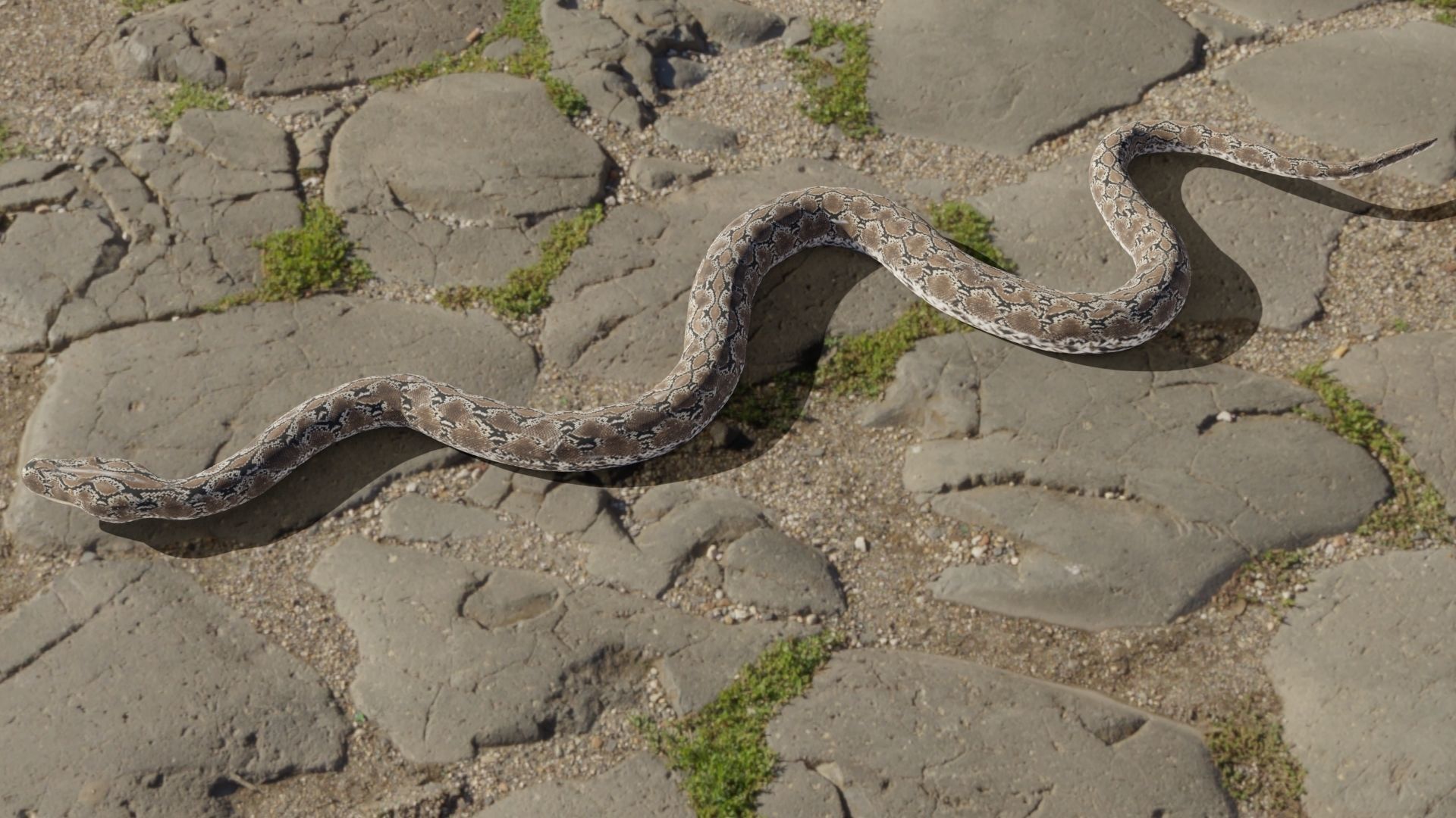 Python snake Low-poly 3D model_3