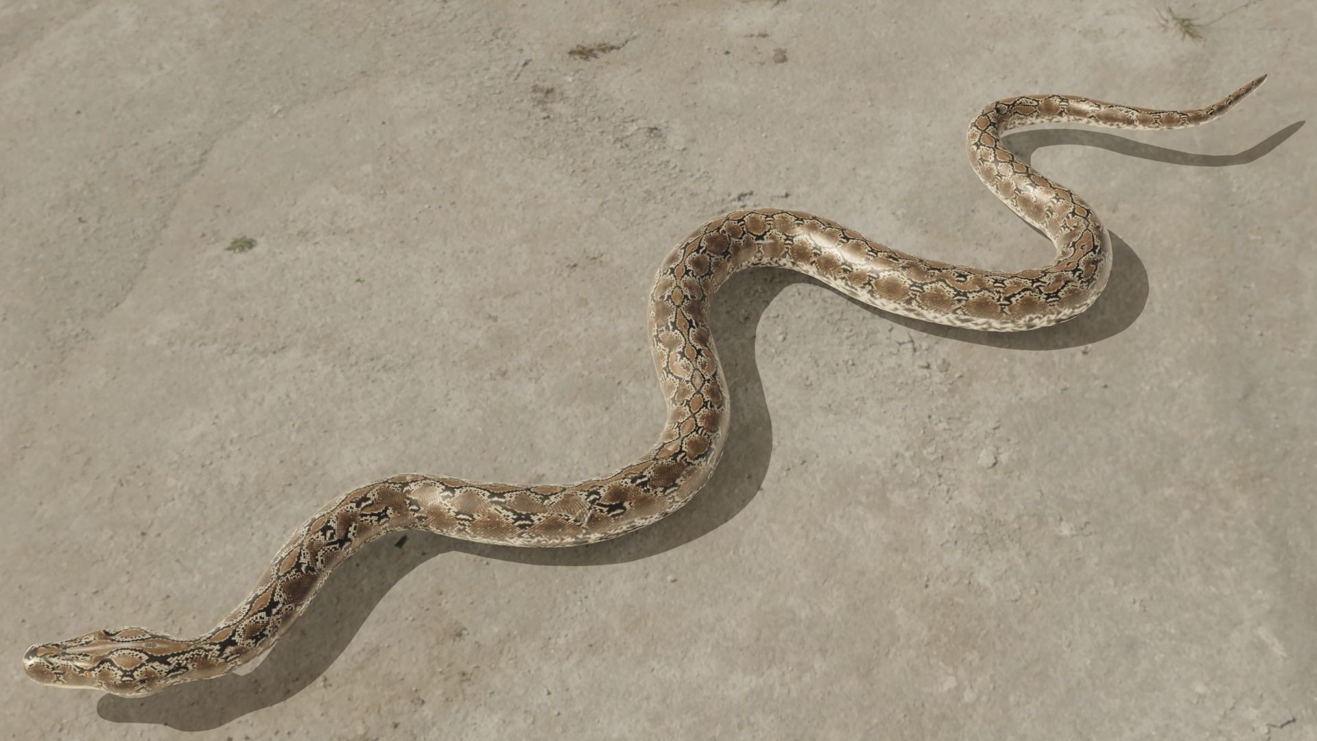 Python snake Low-poly 3D model_2