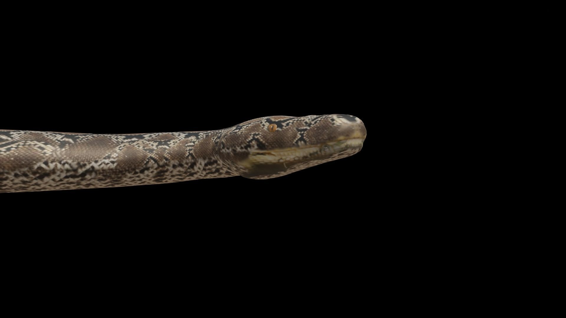 Python snake Low-poly 3D model_11