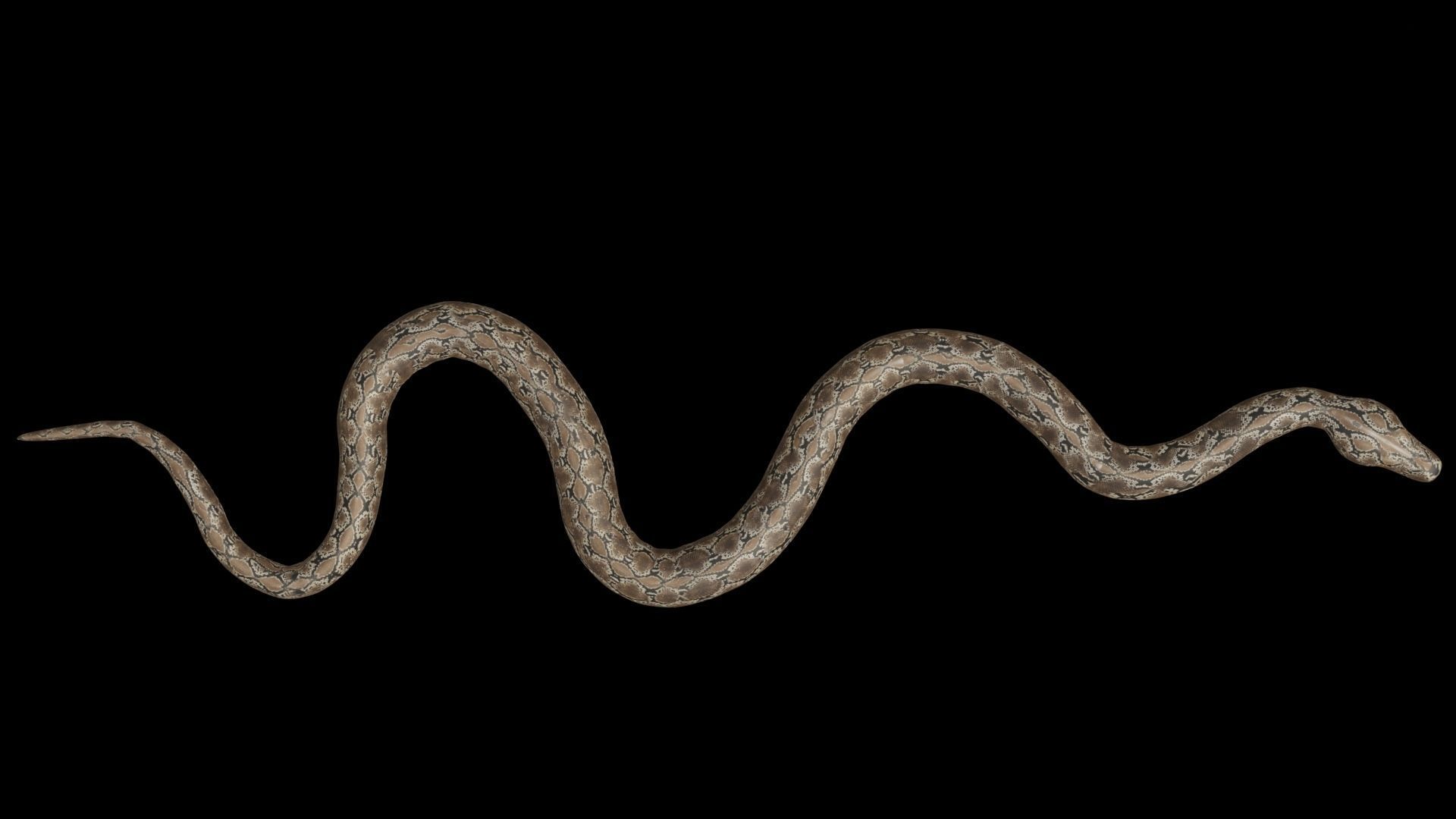 Python snake Low-poly 3D model_13