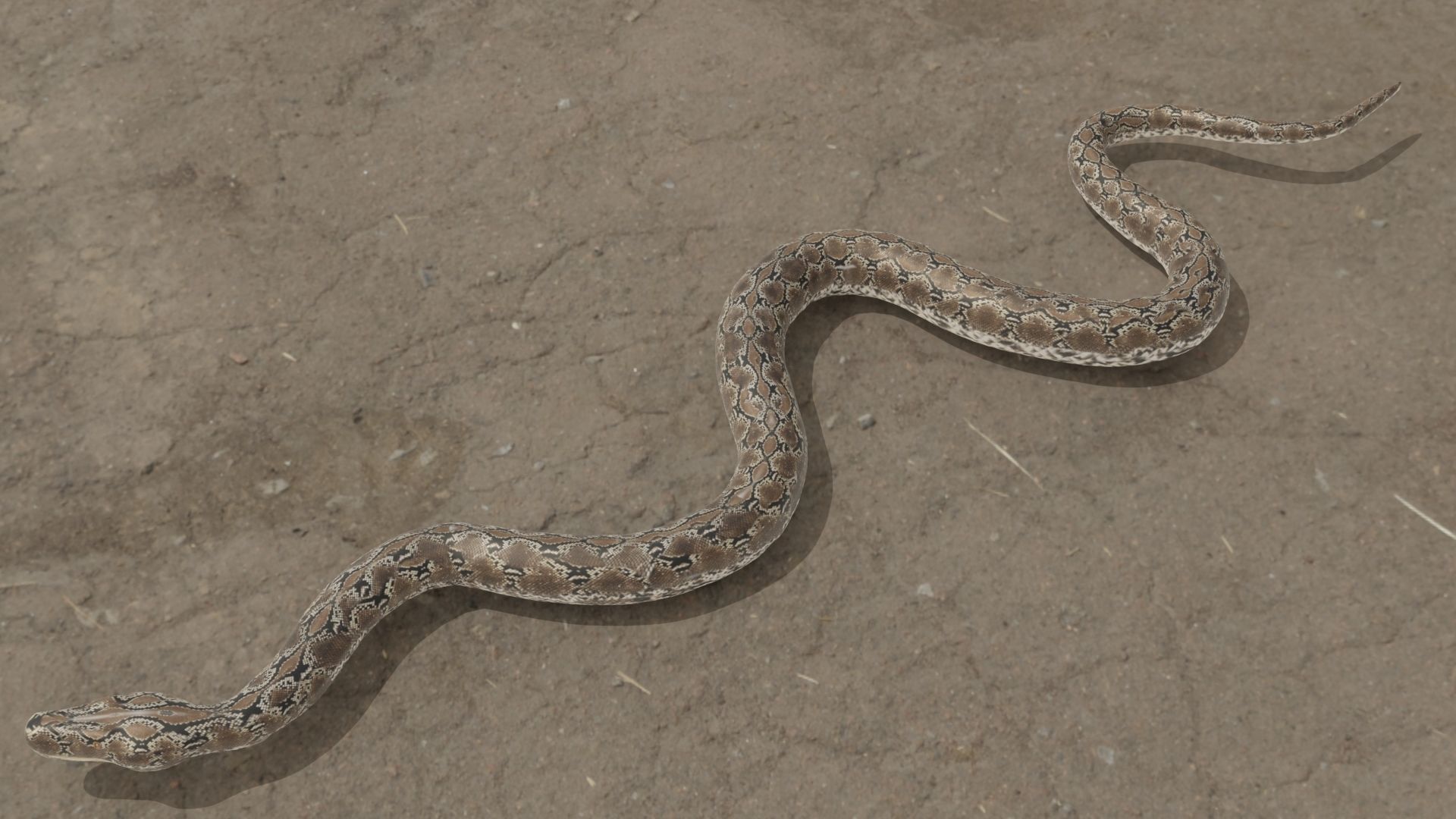 Python snake Low-poly 3D model_1