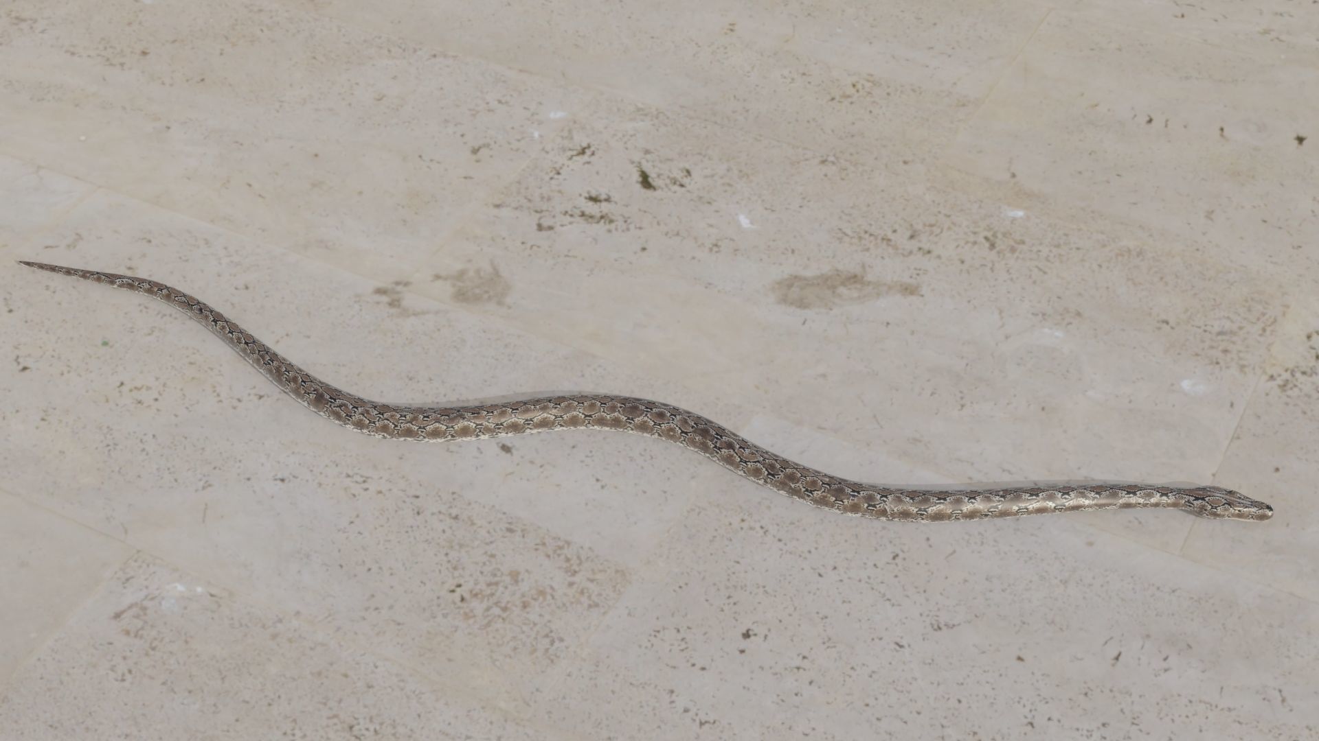 Python snake Low-poly 3D model_7