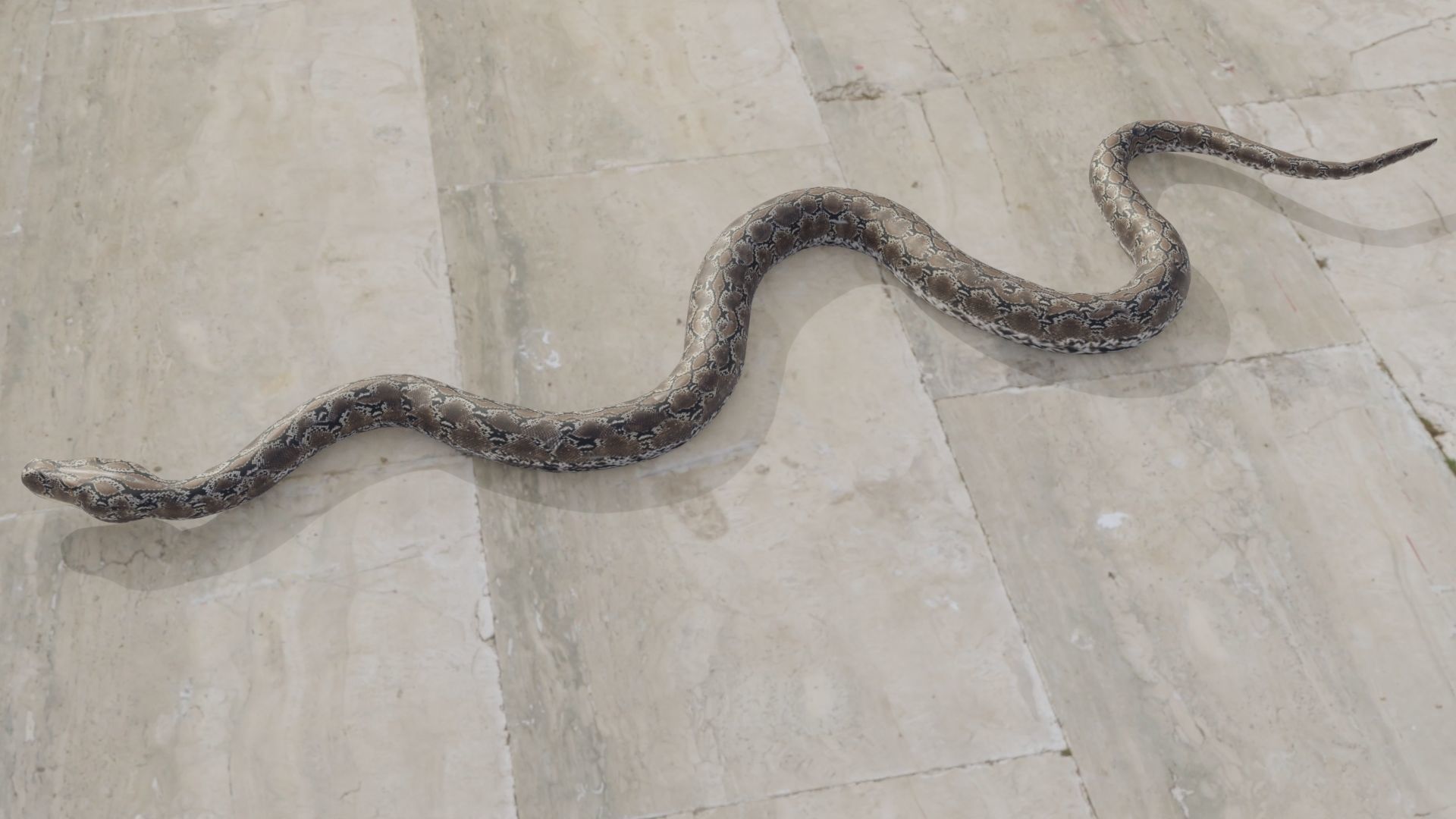 Python snake Low-poly 3D model_5