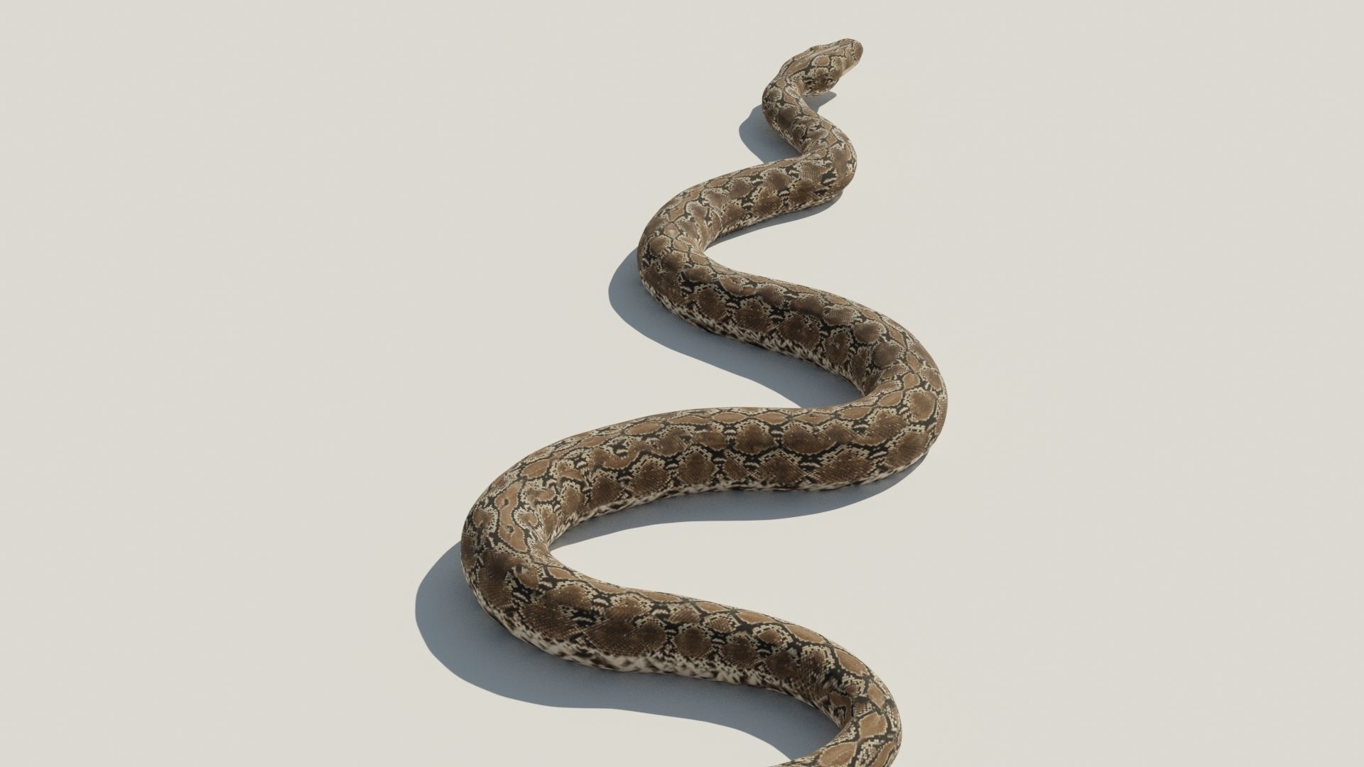 Python snake Low-poly 3D model_10