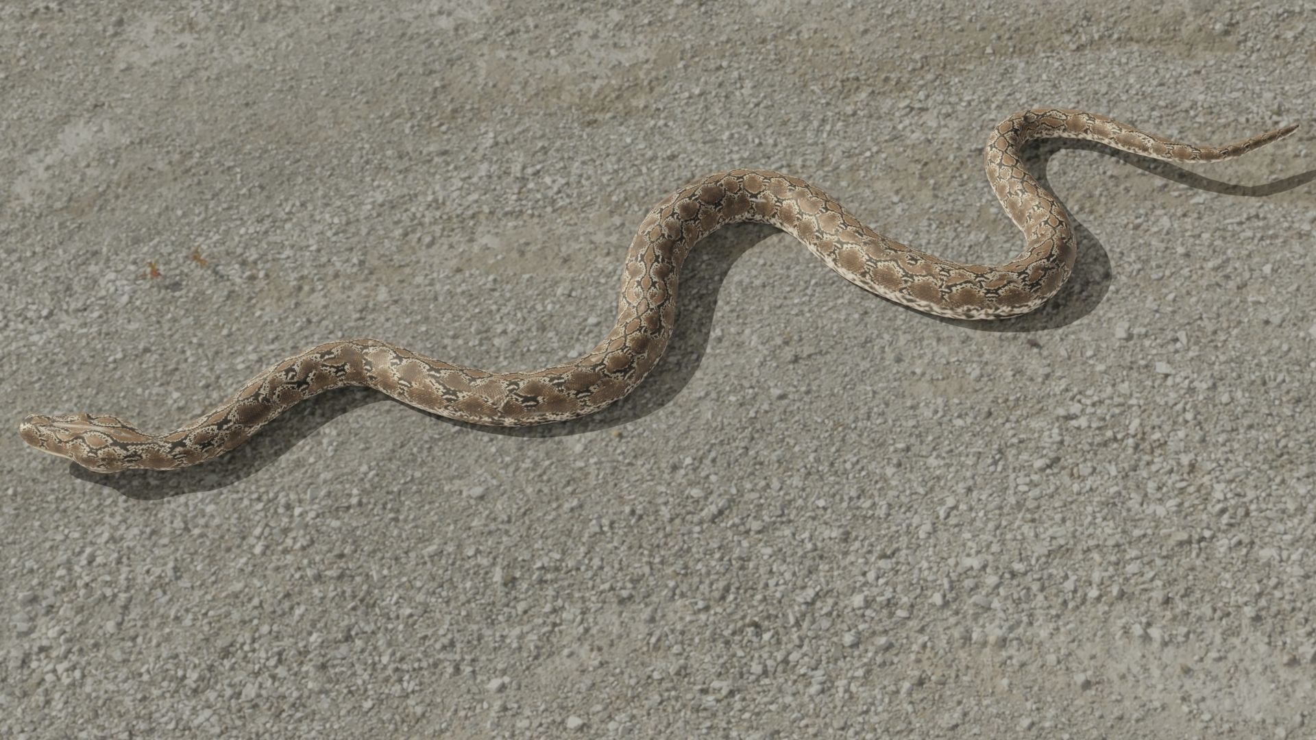 Python snake Low-poly 3D model_4