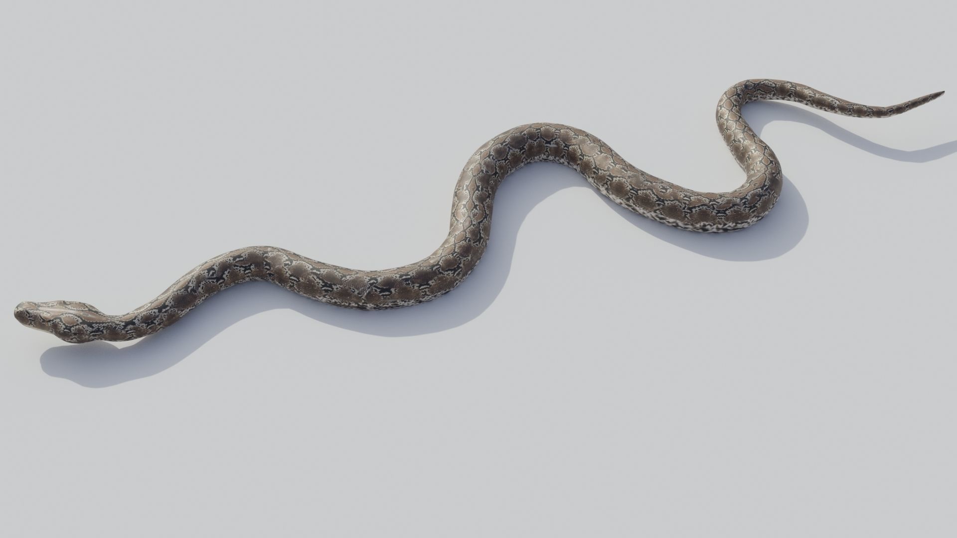 Python snake Low-poly 3D model_8