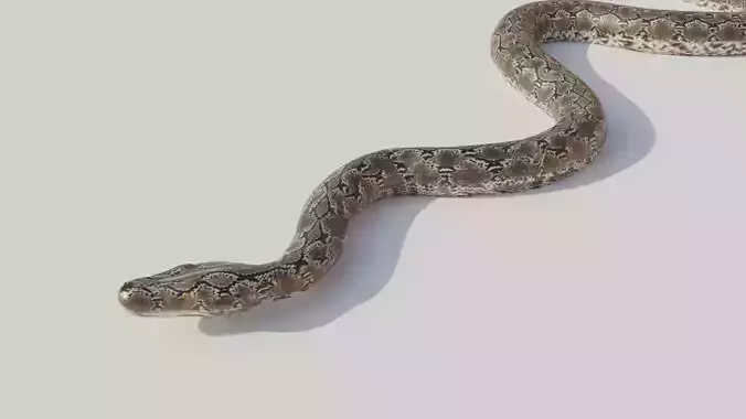 Python snake Low-poly 3D model
