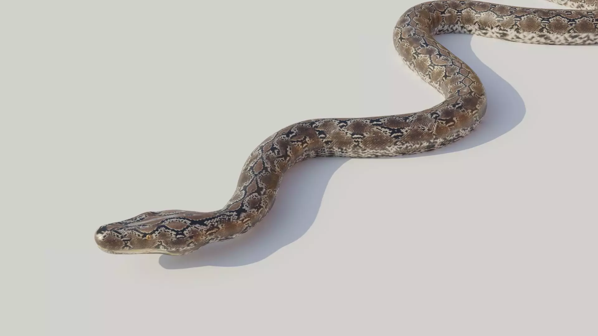 Python snake Low-poly 3D model_0