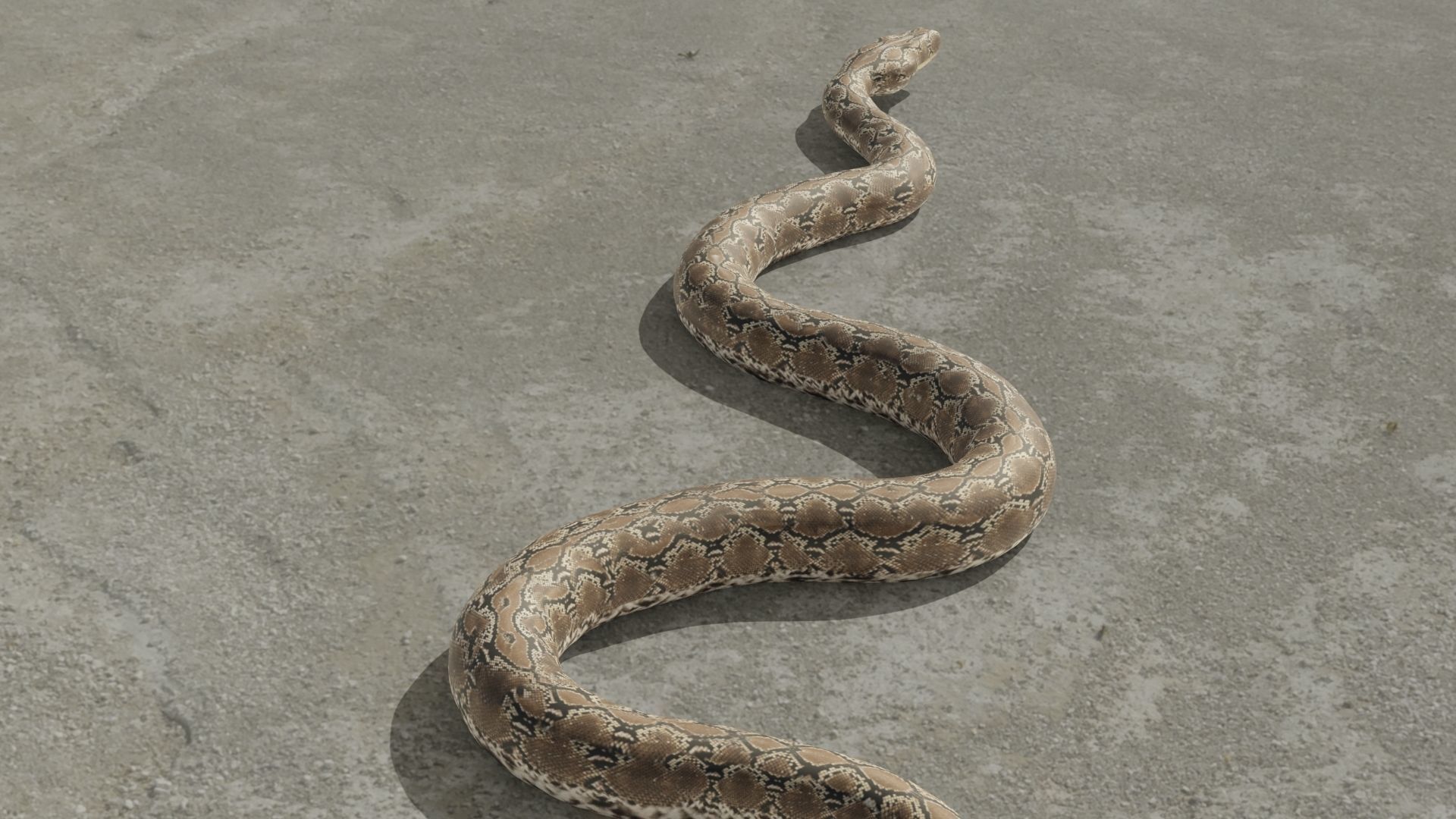 Python snake Low-poly 3D model_6