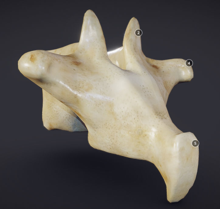 Human Lumber Vertebra Low-poly 3D model_1
