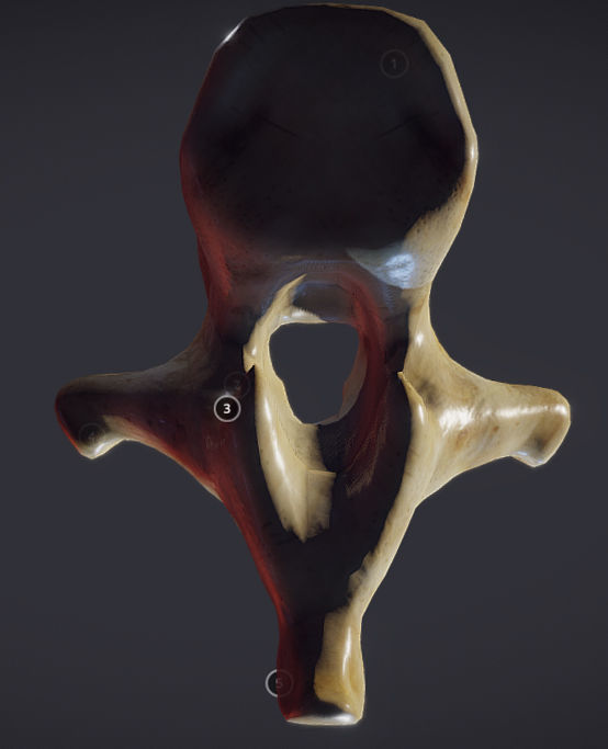 Human Lumber Vertebra Low-poly 3D model_8