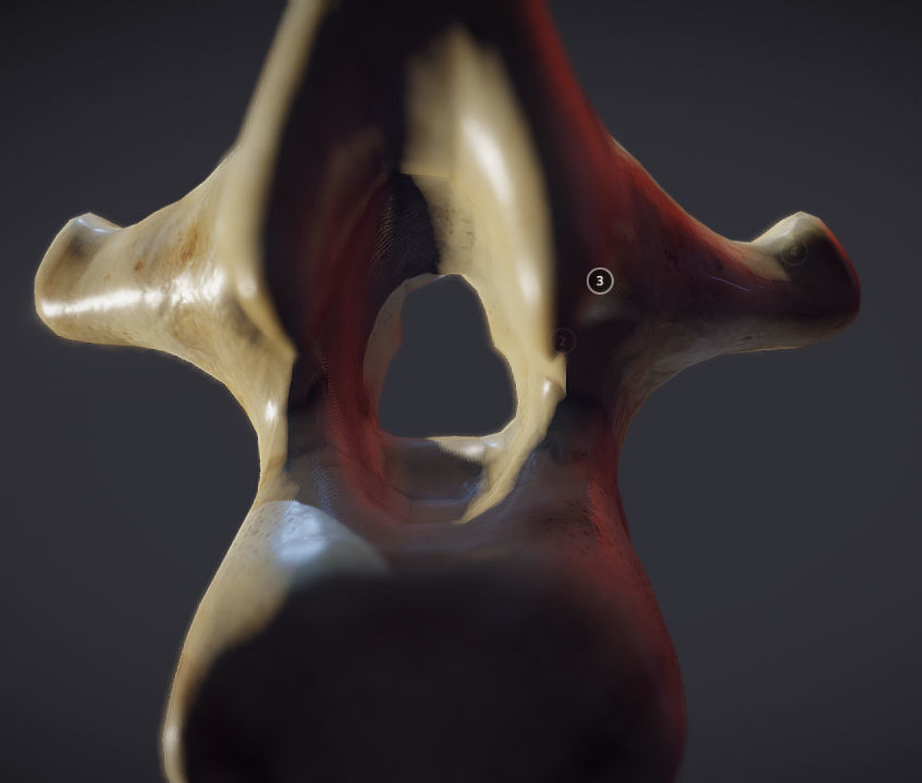 Human Lumber Vertebra Low-poly 3D model_11