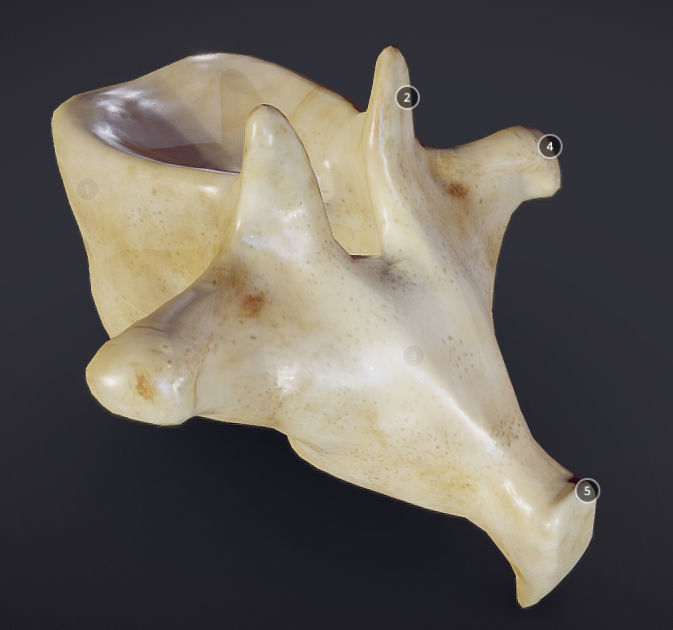 Human Lumber Vertebra Low-poly 3D model_10