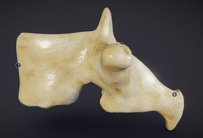 Human Lumber Vertebra Low-poly 3D model
