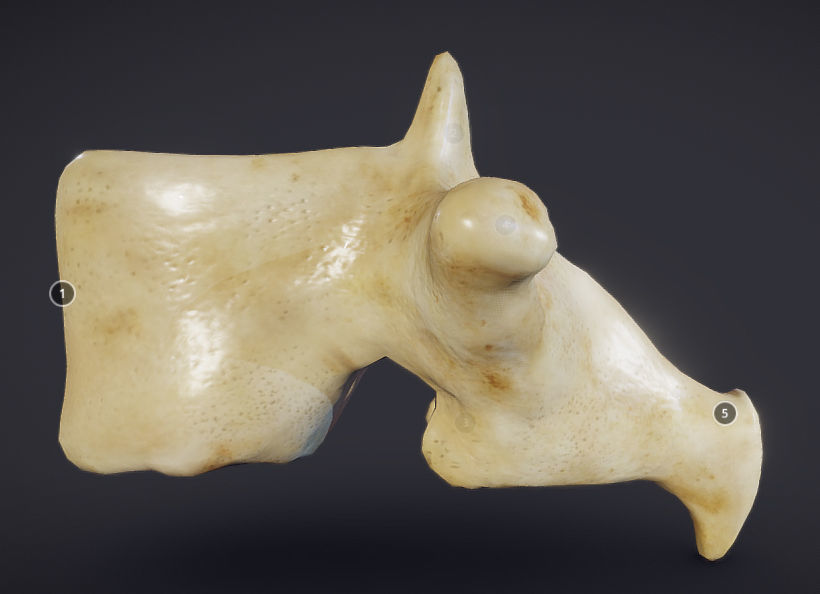 Human Lumber Vertebra Low-poly 3D model_9