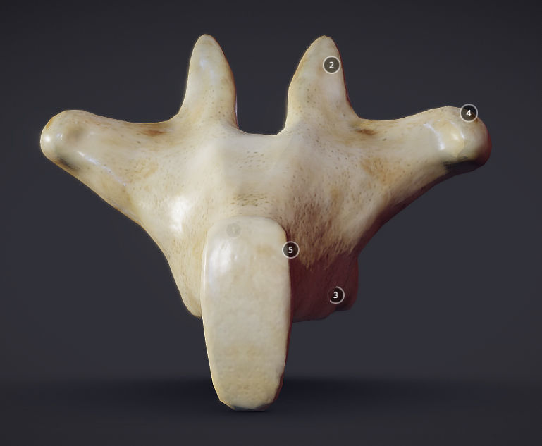 Human Lumber Vertebra Low-poly 3D model_2