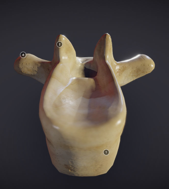 Human Lumber Vertebra Low-poly 3D model_7