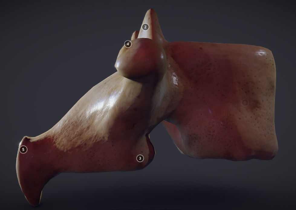 Human Lumber Vertebra Low-poly 3D model_4