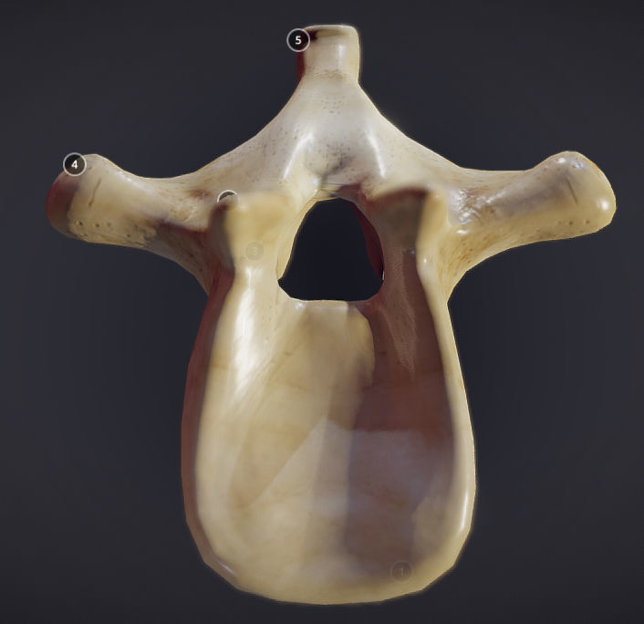 Human Lumber Vertebra Low-poly 3D model_6