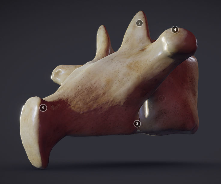 Human Lumber Vertebra Low-poly 3D model_3