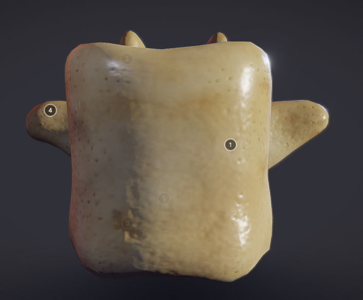 Human Lumber Vertebra Low-poly 3D model_5