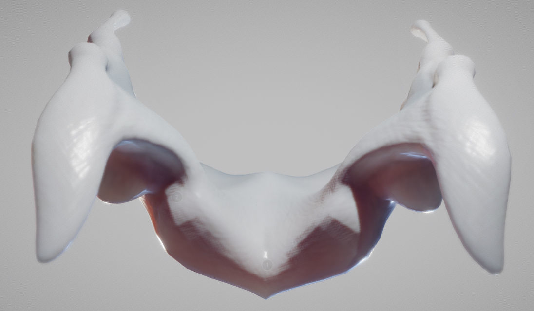 Thyroid Cartilage Low-poly 3D model_4