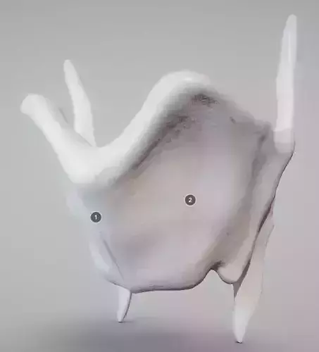 Thyroid Cartilage Low-poly 3D model
