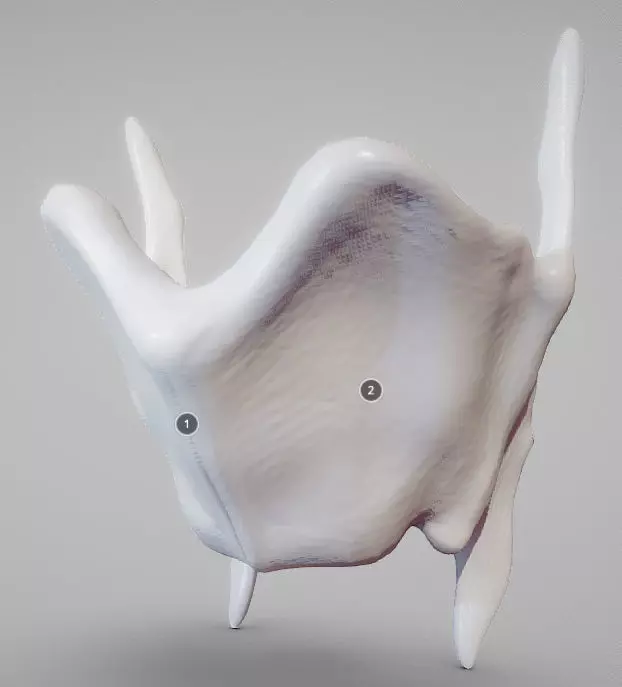 Thyroid Cartilage Low-poly 3D model_0