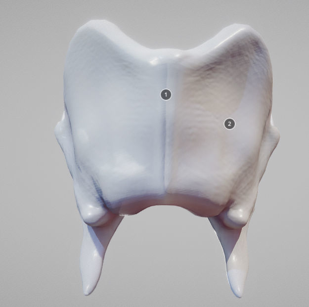 Thyroid Cartilage Low-poly 3D model_10