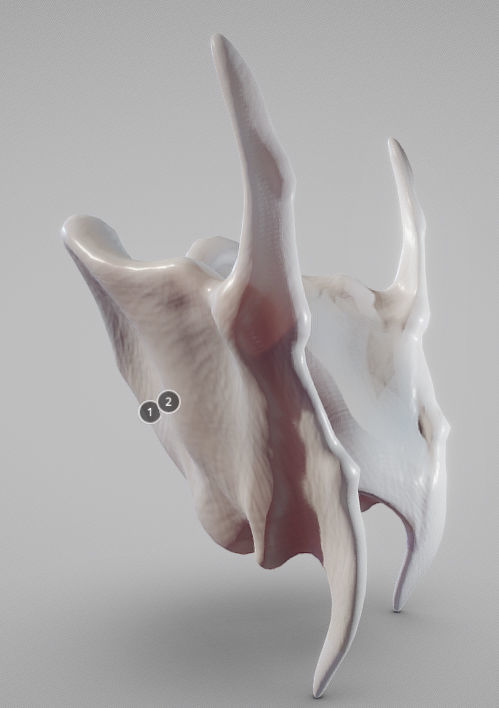 Thyroid Cartilage Low-poly 3D model_2