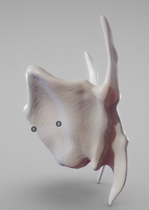 Thyroid Cartilage Low-poly 3D model_9