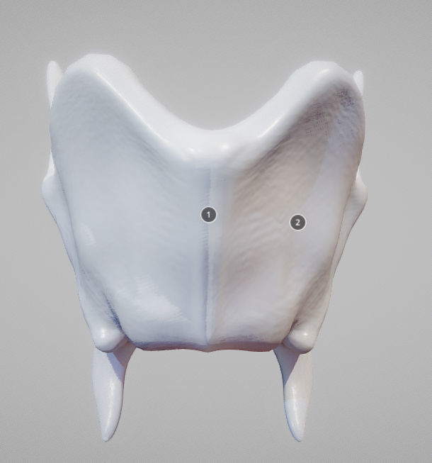 Thyroid Cartilage Low-poly 3D model_1