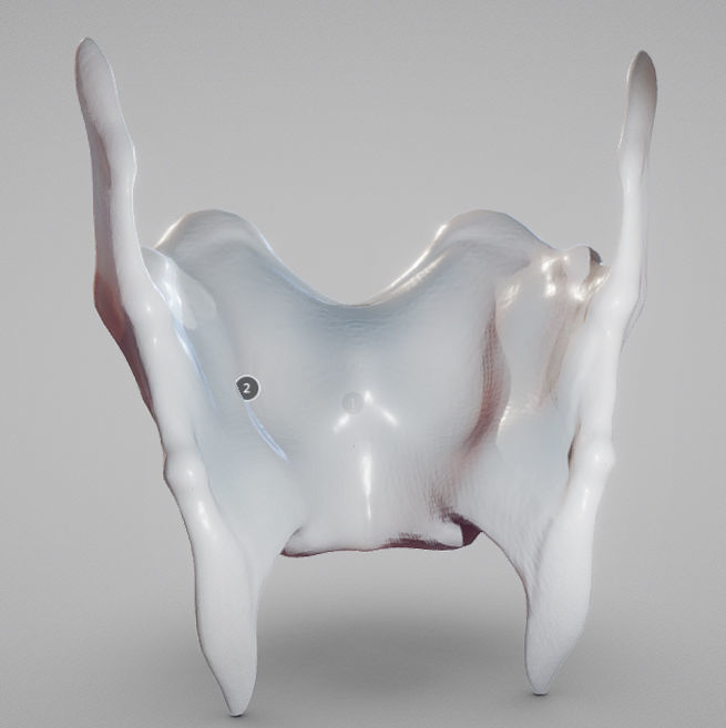 Thyroid Cartilage Low-poly 3D model_3