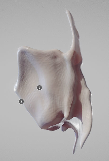 Thyroid Cartilage Low-poly 3D model_6