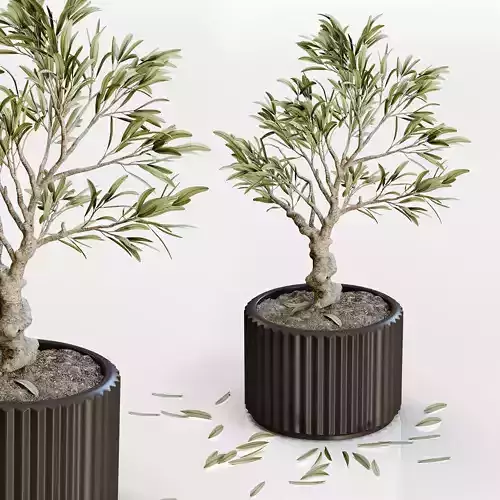 Bonsai plant in black pot